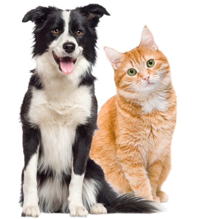 PetsMira