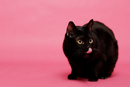 Чем кормить Чёрного Кота, чтобы привлечь удачу в Год Кота?