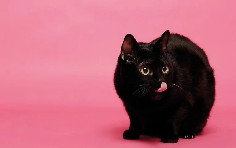 Чем кормить Чёрного Кота, чтобы привлечь удачу в Год Кота?